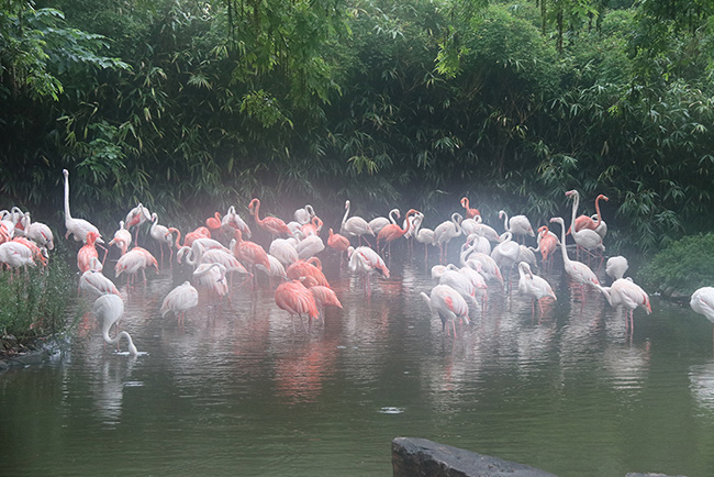 上海野生動物園大為醫療上海游